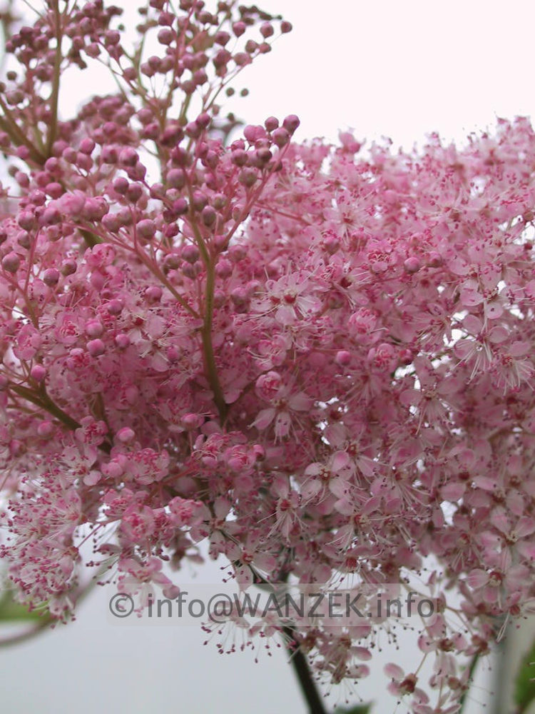 Filipendula rubra Venusta.jpg